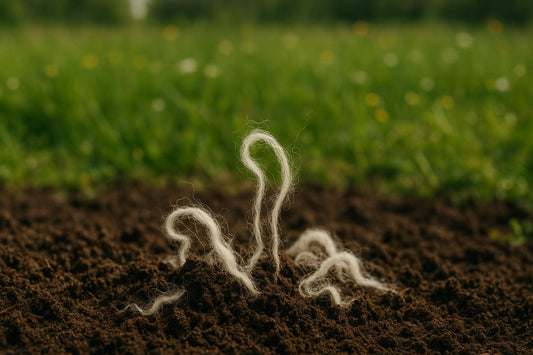 Wool Biodegradability Explained