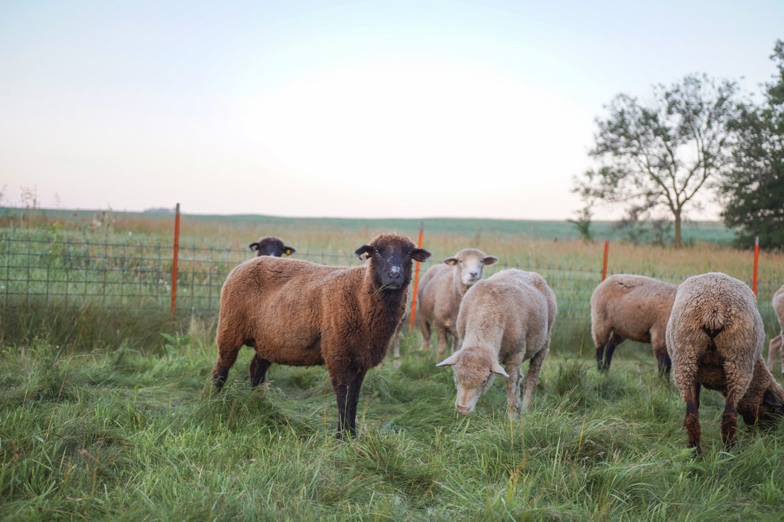 Sheep on a wool farm